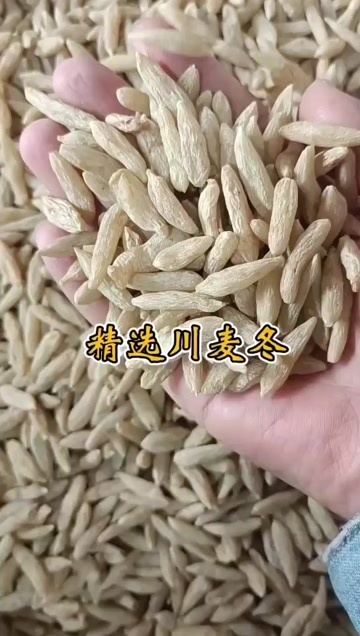 麦冬  川麦冬  道地四川川麦冬 无硫精选 泡水泡茶