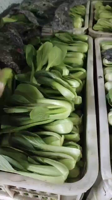 商丘上海青