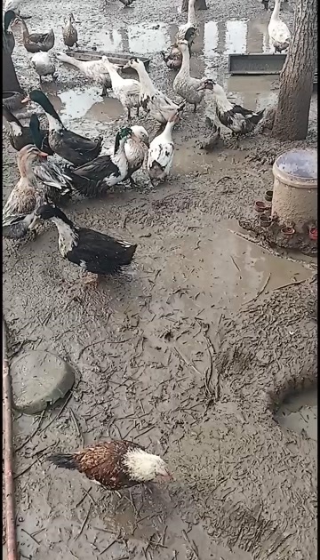 登封市土鸭
