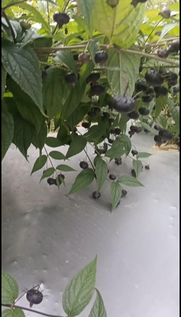 马关县马关红果参 蜘蛛果  算盘果