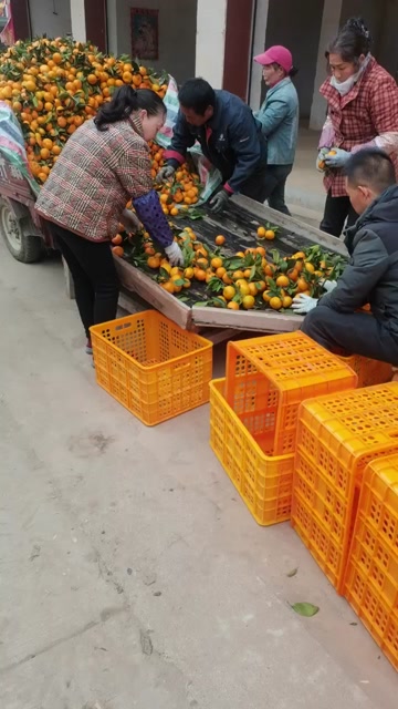 城固蜜桔，产地直供，欢迎来电合作60—80