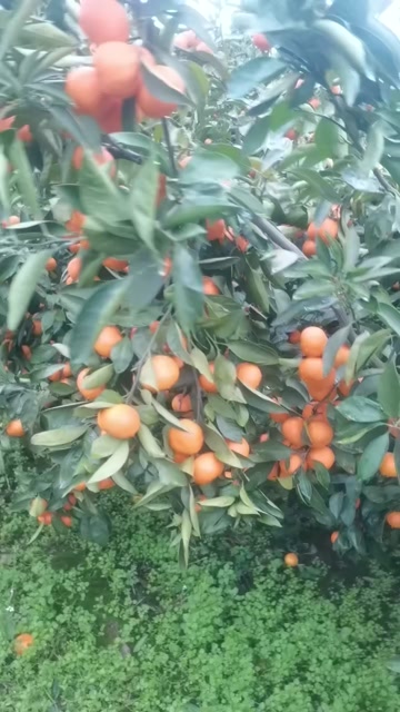 城固蜜桔，产地直供，欢迎来电合作60—80