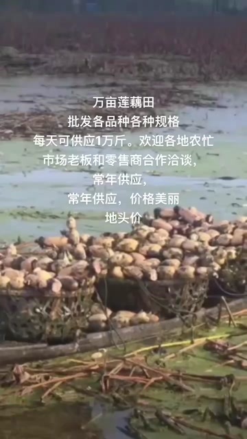 长沙莲藕长期供应，各种规格