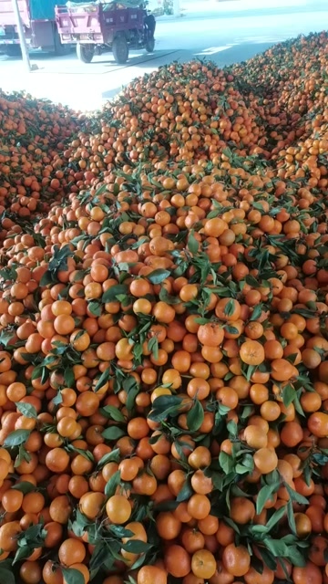 陕西汉中城固新鲜蜜桔上市中 通货