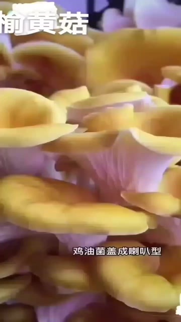 文山市鸡油菌，闻起来有浓浓的一股性香味，里面富含多种维生素C蛋白质