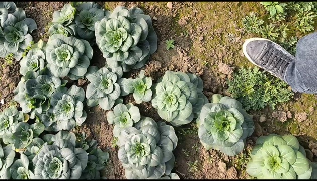 江阴市苏州青