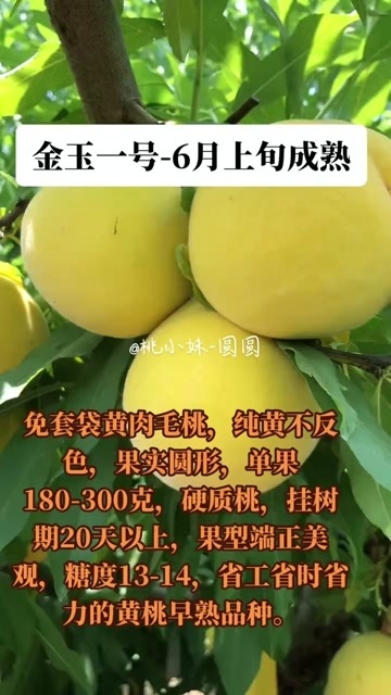 武陟县金玉一号-6月上旬成熟 免套袋 SH肉质