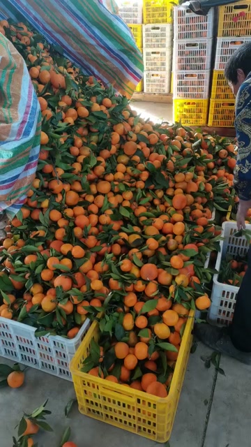 陕西汉中城固新鲜蜜桔上市中 通货