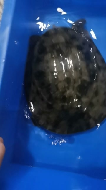 湖北沙洋甲鱼鲜活出水
