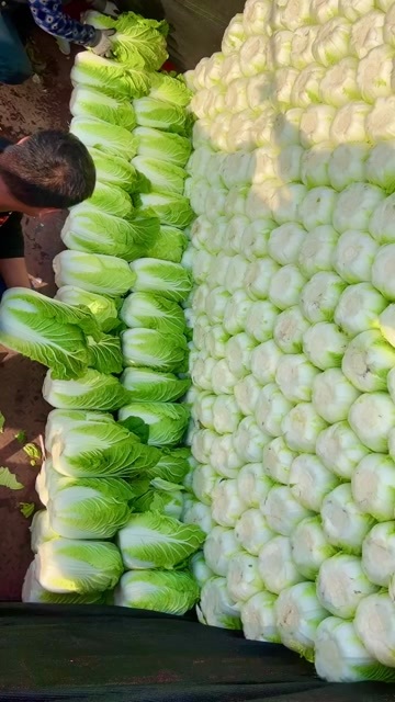 滦南县白菜