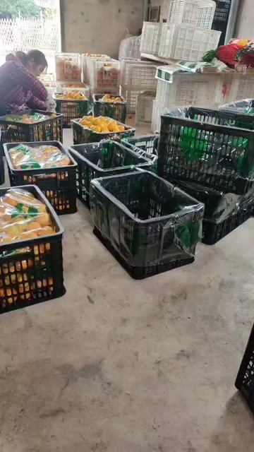 麻阳县冰糖橙