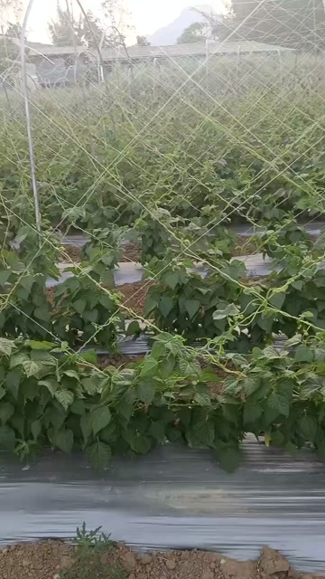 【粗六股爬藤网】黄瓜苦瓜丝瓜网植物爬藤网农业种植网植物攀爬网