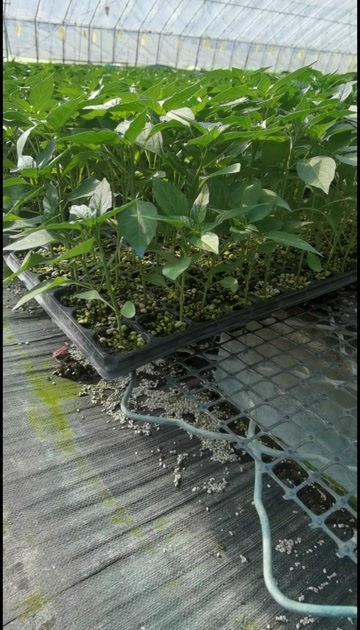 寿光市蔬菜种苗