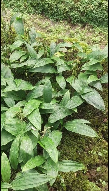 正安县正宗贵州紫花毛慈菇