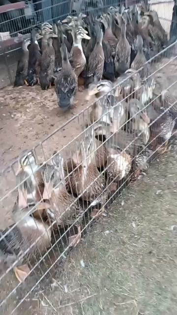 新干县麻鸭