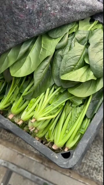 邯郸菠菜