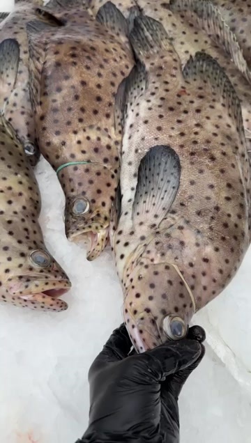 广州深海鱼～老鼠斑
