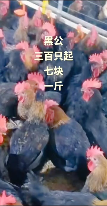 黑公鸡均重5斤半