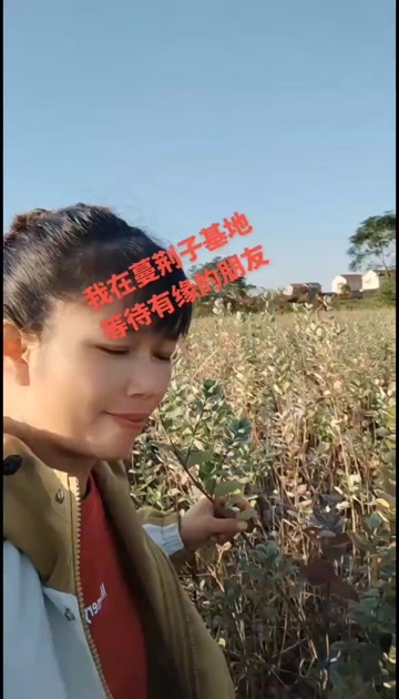 樟树市江西单叶蔓荆种苗基地直供