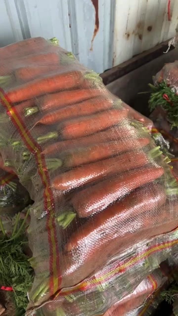 开封河南开封沙地胡萝卜