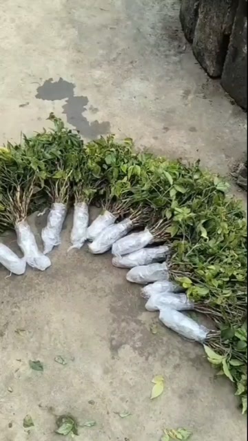 贞丰县三叶青苗批发