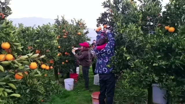 新鲜九月红橙子 湖北宜昌秭归发货 5斤装预包装食品