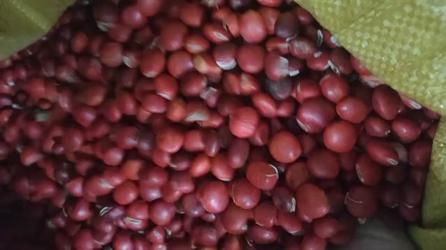 九江今年新采红豆种子鄂西红豆树种子小红豆种子花榈木花梨木种子包邮