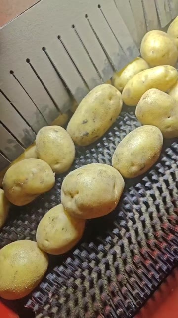 滕州市大量供应滕州大棚土豆，荷兰十五，v7沃土，支持各种包装