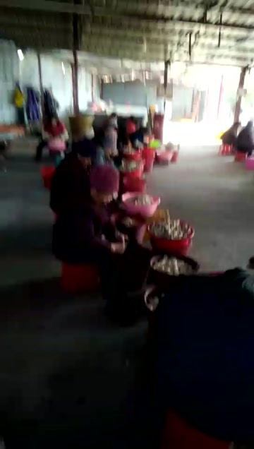 桂林桂林去皮马蹄，清甜化渣本地一手货源，有需要的老板请联系我！