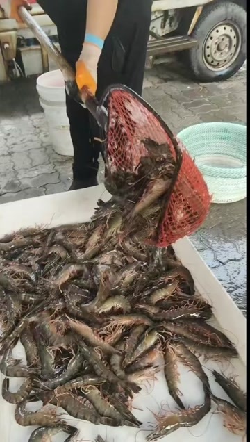 诏安县白对虾 金刚虾出售 量大 有需要的老板 档口 可联系
