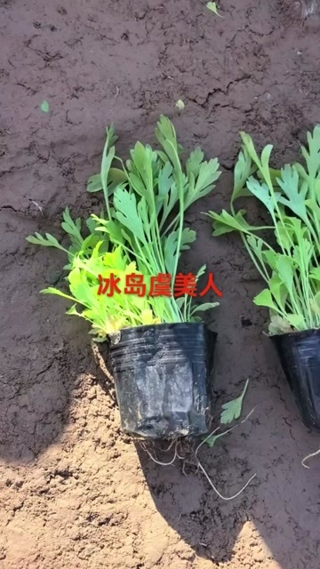 冰岛虞美人，虞美人大杯，小盆虞美人
