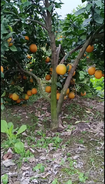 湖南澧县新鲜纽荷尔橙 优质产地直供 常德柑橘精华