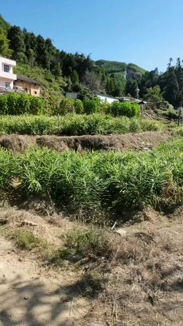 藤县大黄姜