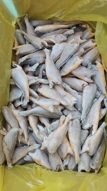 郑州去头小黄鱼  品质好，价格优，一手货源