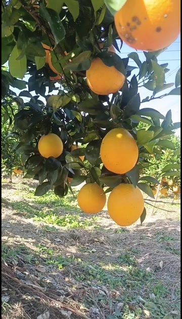 江永县江永脐橙
