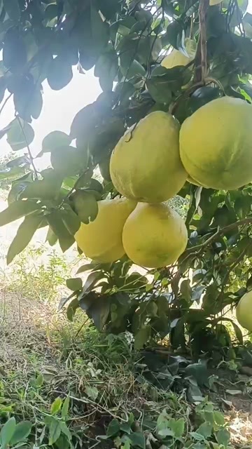 江永县江永香柚