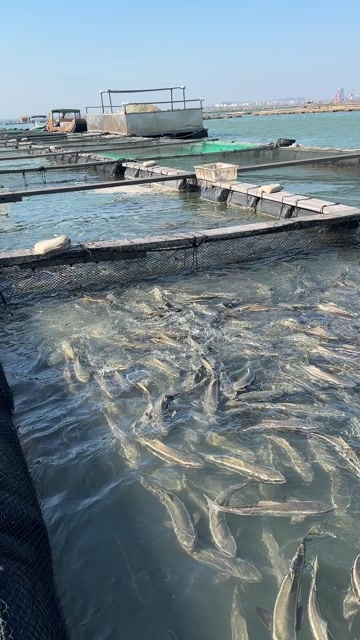 防城港海鲡鱼，