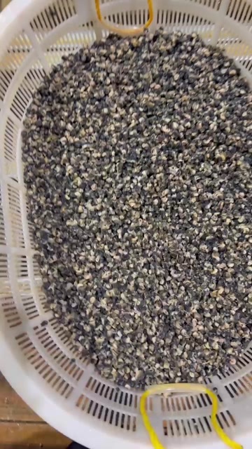 洪湖市螺蛳肉，小炒，螺蛳粉专用