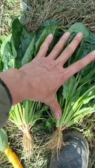 贵阳大棚菠菜大量上市