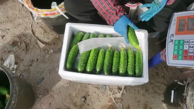绥中县辽宁绥中旱黄瓜