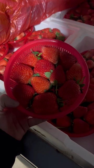 中牟县宁玉草莓