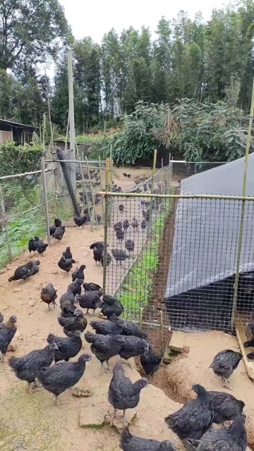 筠连县乌鸡肉鸡