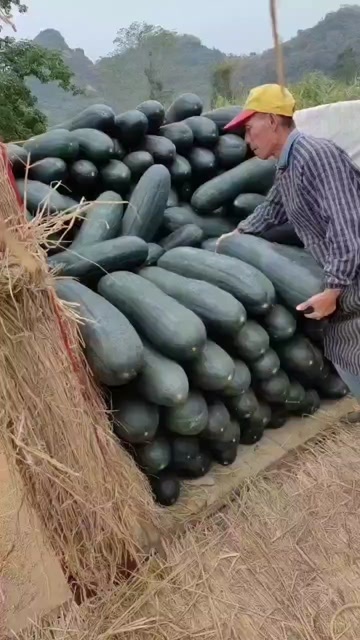 合浦县冬瓜