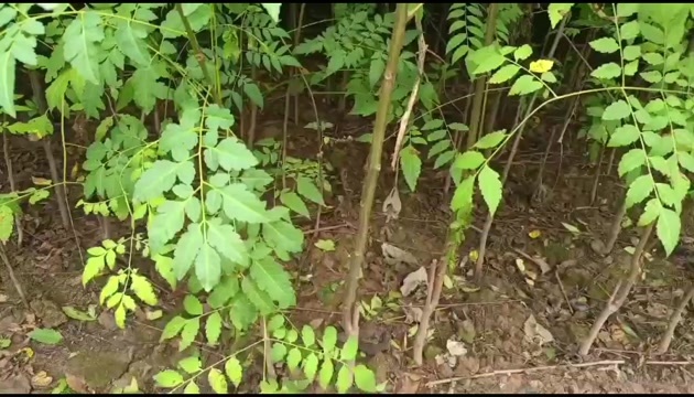 重庆市栾树苗