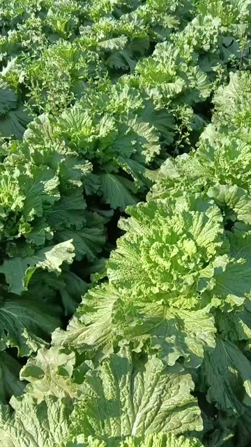 横州市大白菜竹筒青大量上市