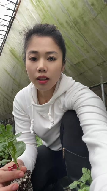 西瓜苗嫁接美都西瓜苗8424甜王冰糖子2k苗场直发品质保证