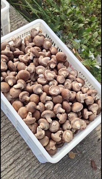 连城县香菇