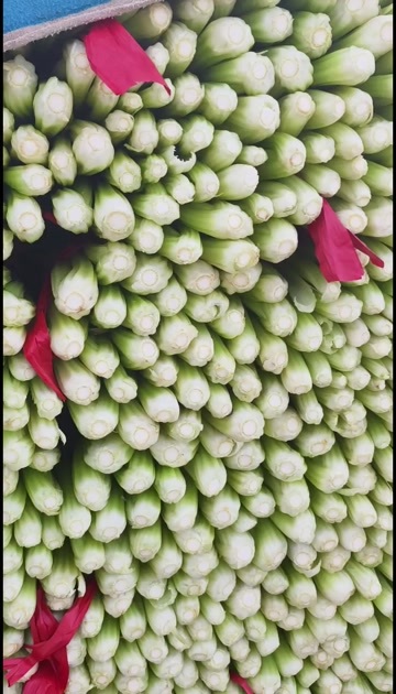 邯郸精品芹菜