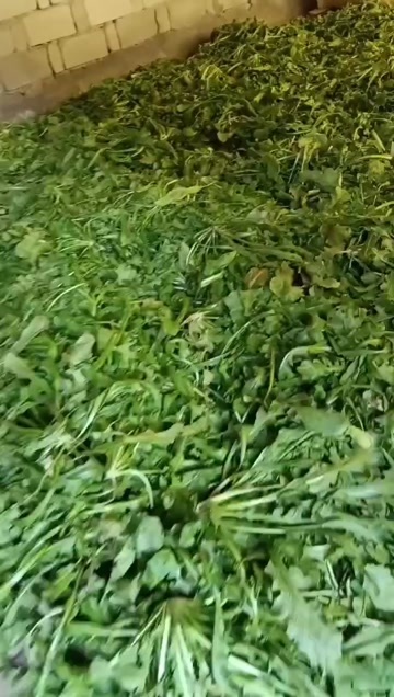 唐河县荠菜