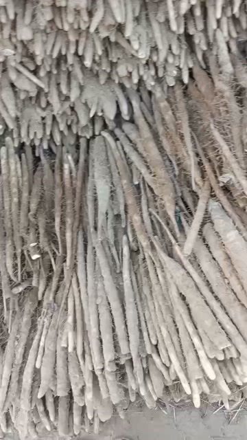 高阳县铁棍山药